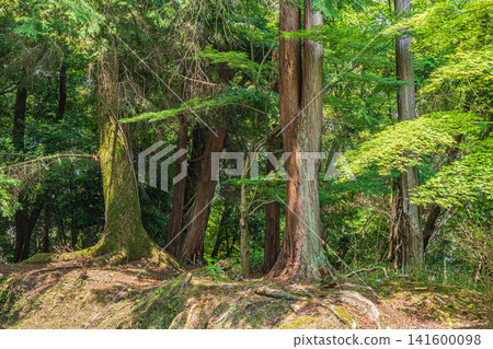 Forest scenery within the grounds of Mii-dera Temple (Nagara-san Enjo-ji Temple), Otsu City, Shiga Prefecture Forest scenery within the grounds of Mii-dera Temple (Nagara-san Enjo-ji Temple), Otsu City, Shiga Prefecture 141600098