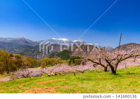 A beautiful spring day, with the fully bloomed peach blossoms of Shinfu Tougenkyo in Nirasaki City and the snow-capped Houou Sanzan mountains in the background. A beautiful spring day, with the fully bloomed peach blossoms of Shinfu Tougenkyo in Nirasaki City and the snow-capped Houou Sanzan mountains in the background. 141600136