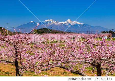 A clear spring day, with the peach blossoms in full bloom at Shinfu Tougenkyo in Nirasaki City and the snow-capped Yatsugatake mountain range in the background. A clear spring day, with the peach blossoms in full bloom at Shinfu Tougenkyo in Nirasaki City and the snow-capped Yatsugatake mountain range in the background. 141600154