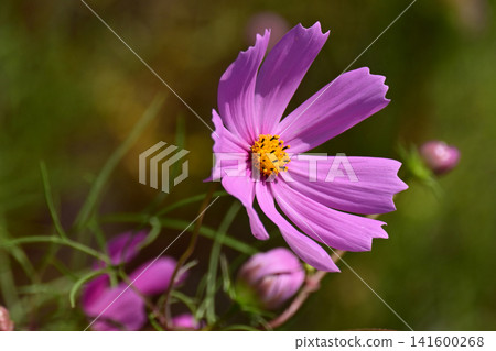 Autumn image (cosmos) Autumn image (cosmos) 141600268