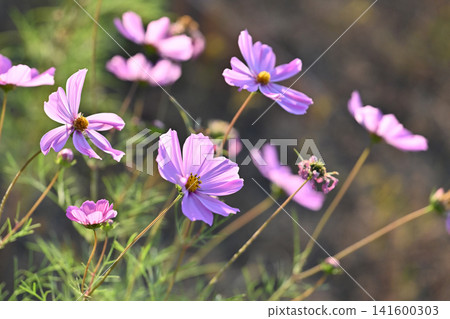 Autumn image (cosmos) Autumn image (cosmos) 141600303