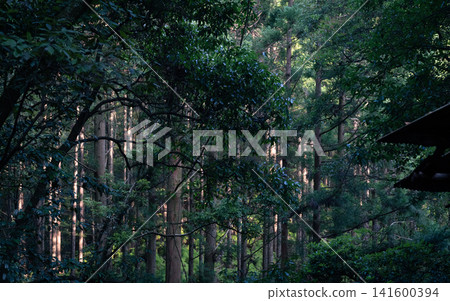Lush forest Lush forest 141600394