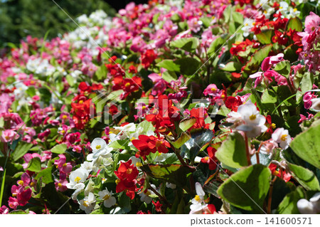 Colorful begonia flowers Colorful begonia flowers 141600571