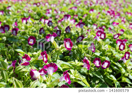 Many Torenia flowers Many Torenia flowers 141600579