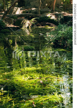 清水中的水生植物 清水中的水生植物 141600582