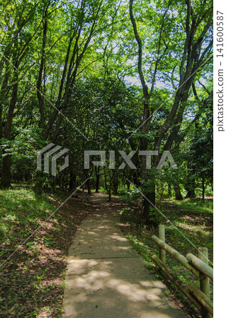 Well-maintained walking trails in the forest Well-maintained walking trails in the forest 141600587