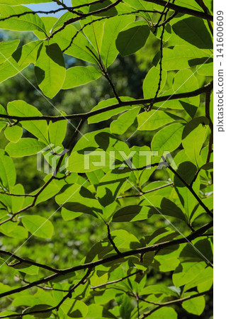 Leaves translucent in the sunlight Leaves translucent in the sunlight 141600609