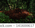 A type of mushroom called *Nikuusubatake* that grows on trees in the forest. 141600617