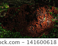 A type of mushroom called *Nikuusubatake* that grows on trees in the forest. 141600618