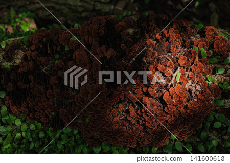 A type of mushroom called *Nikuusubatake* that grows on trees in the forest. A type of mushroom called *Nikuusubatake* that grows on trees in the forest. 141600618