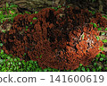A type of mushroom called *Nikuusubatake* that grows on trees in the forest. 141600619