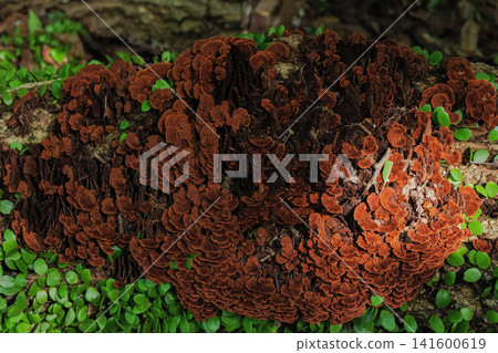 A type of mushroom called *Nikuusubatake* that grows on trees in the forest. A type of mushroom called *Nikuusubatake* that grows on trees in the forest. 141600619