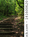 Wooden stairs and walking paths leading through a tranquil forest 141600620