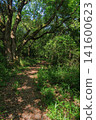 A mountain path overgrown with trees and greenery 141600623