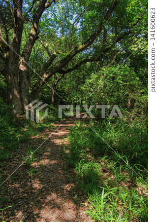 A mountain path overgrown with trees and greenery A mountain path overgrown with trees and greenery 141600623