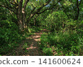A mountain path overgrown with trees and greenery 141600624