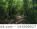 A mountain path overgrown with trees and greenery 141600627