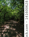 Green tunnels and paths created by the trees in the forest 141600628