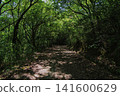 Green tunnels and paths created by the trees in the forest 141600629