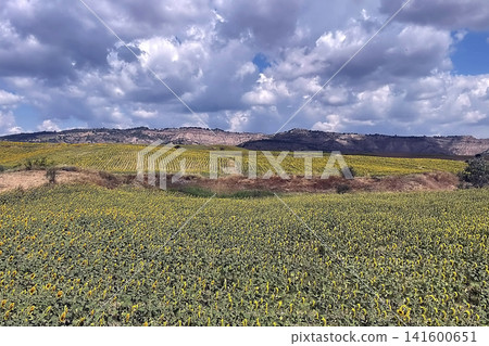 Golden sunflower field stretching across rolling hills beneath a partly cloudy summer sky. Golden sunflower field stretching across rolling hills beneath a partly cloudy summer sky. 141600651
