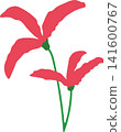 Red pink lily flower with green stem, delicate bloom beauty floral for spring theme element decoration 141600767