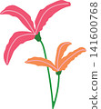 Red pink lily flower and yellow with green stem, delicate bloom beauty floral for spring theme element decoration 141600768
