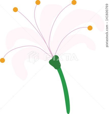 Pink lily flower with green stem, delicate bloom beauty floral for spring theme element decoration Pink lily flower with green stem, delicate bloom beauty floral for spring theme element decoration 141600769