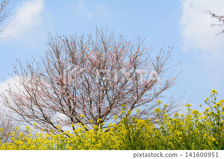 Oyake Tumulus Cluster "Rape Blossom and Cherry Blossom Festival" #65 Oyake Tumulus Cluster "Rape Blossom and Cherry Blossom Festival" #65 141600951