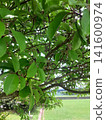 Green leaves, leaves, trees 141600974