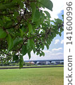 leaves green leaves 141600996