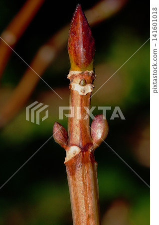 Hydrangea leaf marks and winter buds Hydrangea leaf marks and winter buds 141601018