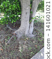 Grass growing in the tree trunk 141601021