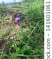 Thistle blooming in the meadow 141601061