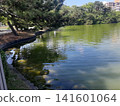 Trees in the pond 141601064