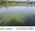 Water surface, park pond 141601085