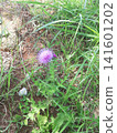 Thistles that herald the arrival of spring 141601202
