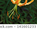 Stamens and pistils of the tiger lily 141601233