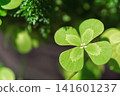 Four leaves 141601237