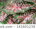 Karadayamu 141601238