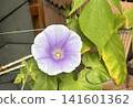 柔和的淡紫色牽牛花 141601362