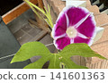鮮豔的紅紫牽牛花 141601363