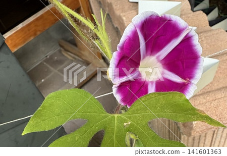 鮮豔的紅紫牽牛花 鮮豔的紅紫牽牛花 141601363
