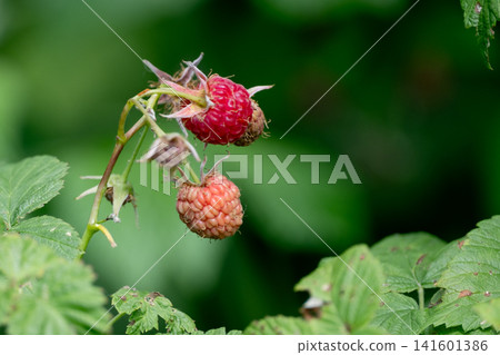 Ripe red raspberry growing on bush in summer garden. Fresh organic berry on branch with green leaves, close-up macro of healthy natural fruit. Ripe red raspberry growing on bush in summer garden. Fresh organic berry on branch with green leaves, close-up macro of healthy natural fruit. 141601386