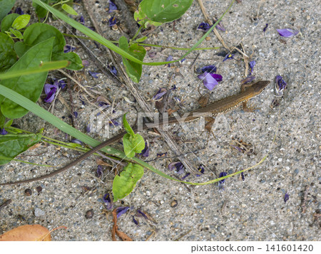 Japanese grass lizard walking on the ground Japanese grass lizard walking on the ground 141601420
