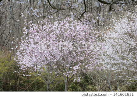 大宅墓群「油菜花與櫻花節」#81 大宅墓群「油菜花與櫻花節」#81 141601631