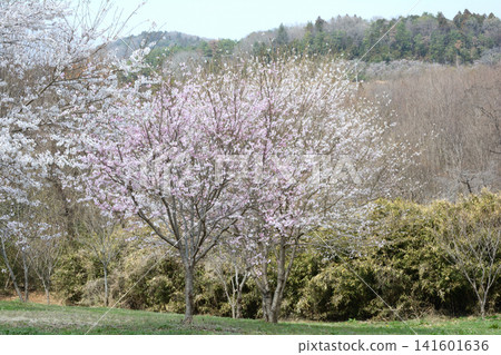 Oyake Tumulus Cluster "Rape Blossom and Cherry Blossom Festival" #86 141601636