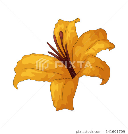 Illustration of lily 141601709