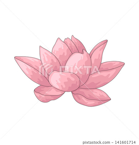 Illustration of Lotus Illustration of Lotus 141601714