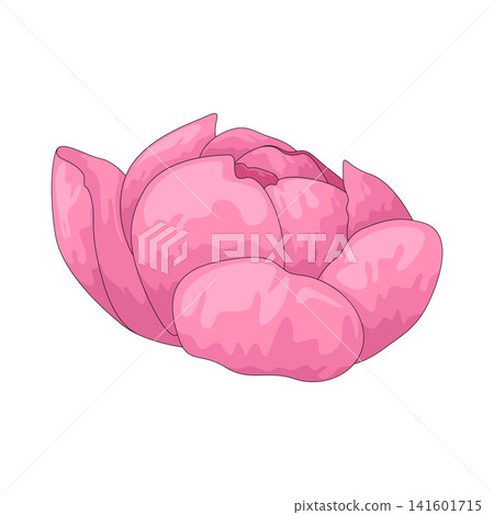 Illustration of Peony Illustration of Peony 141601715