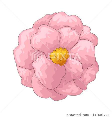Illustration of Camellia Illustration of Camellia 141601722
